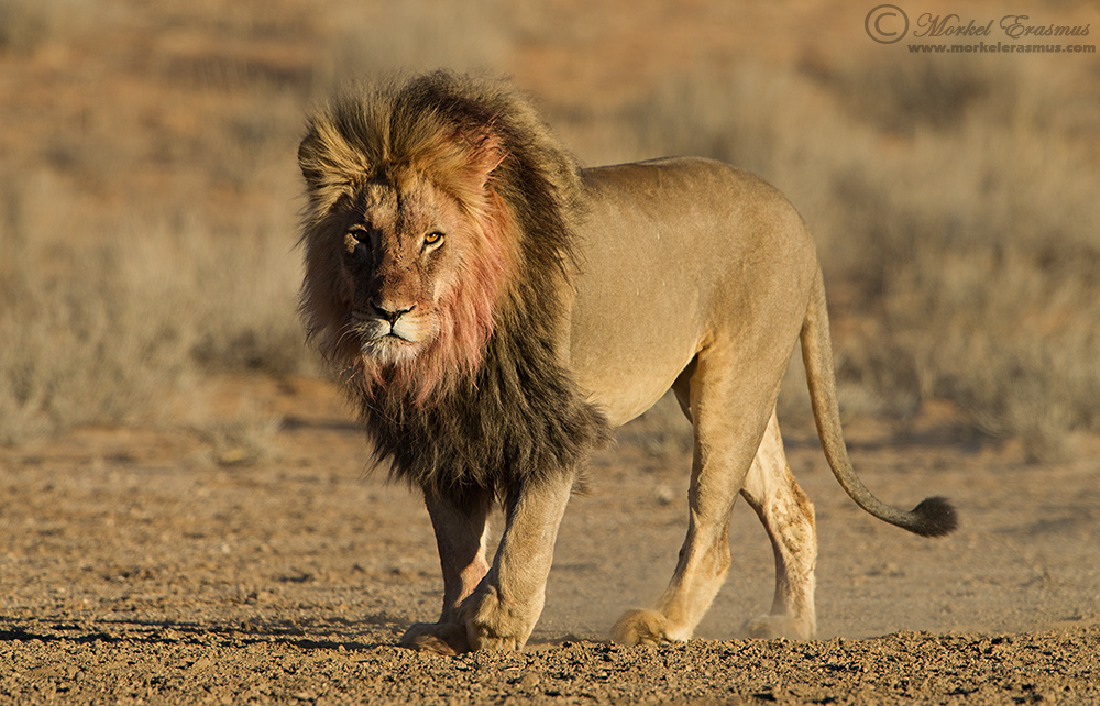 Kalahari Royalty