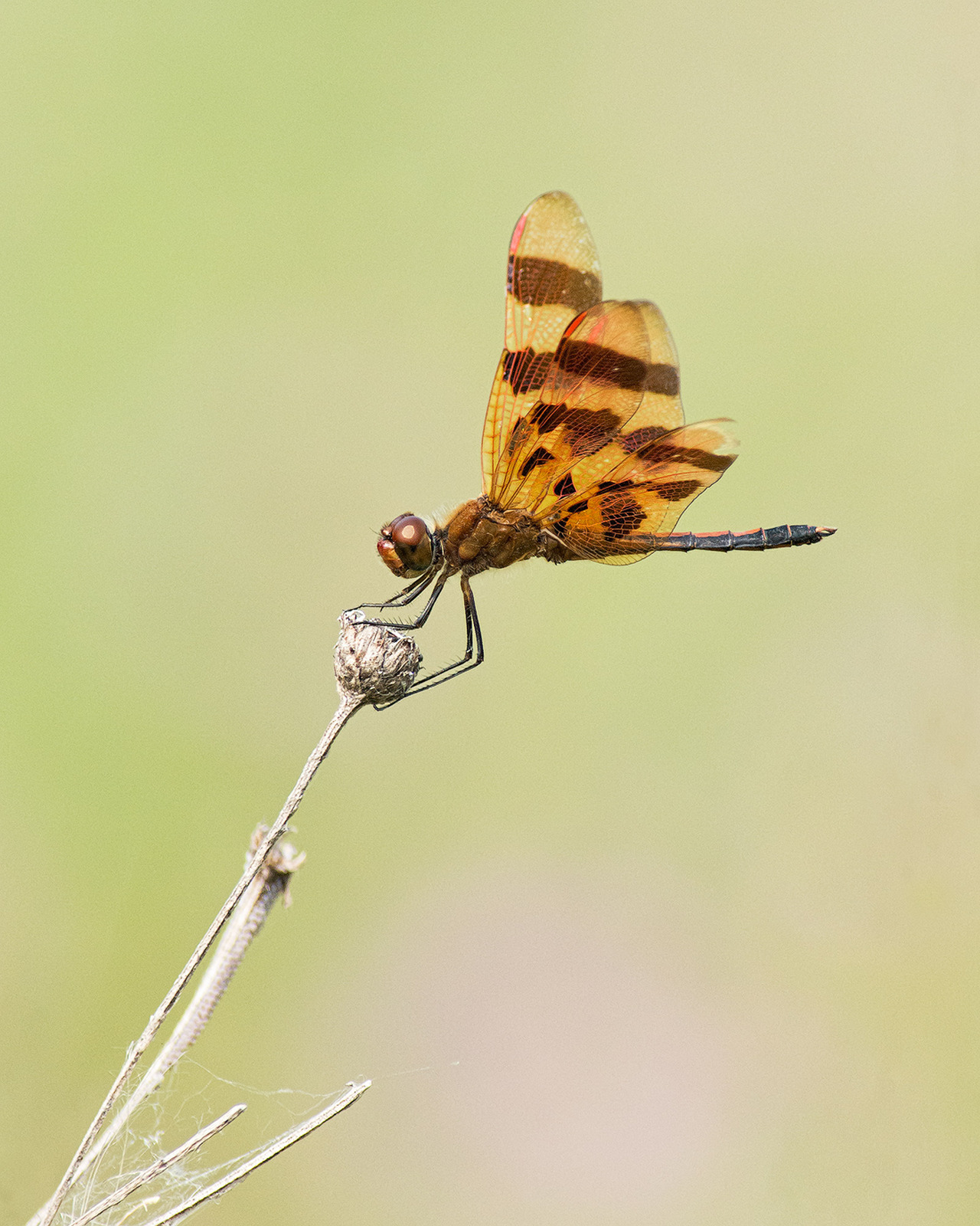 Halloween Pennant