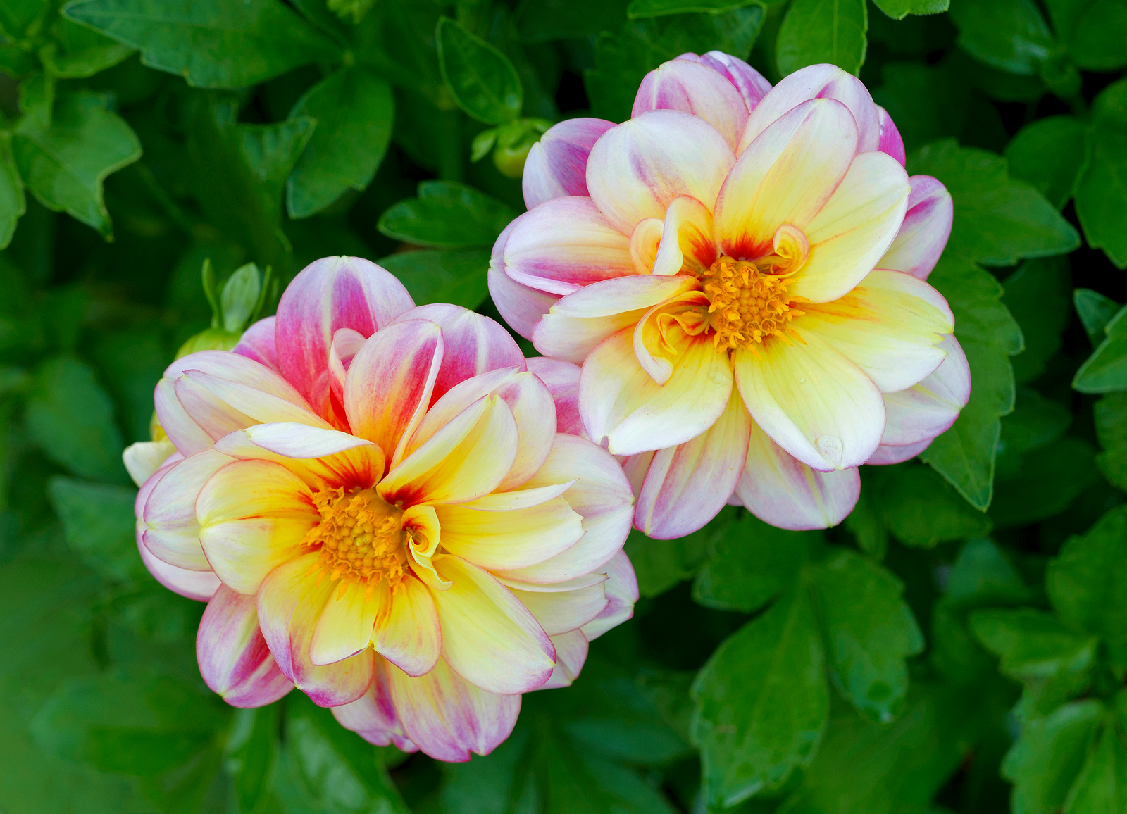 Dahlia Twins