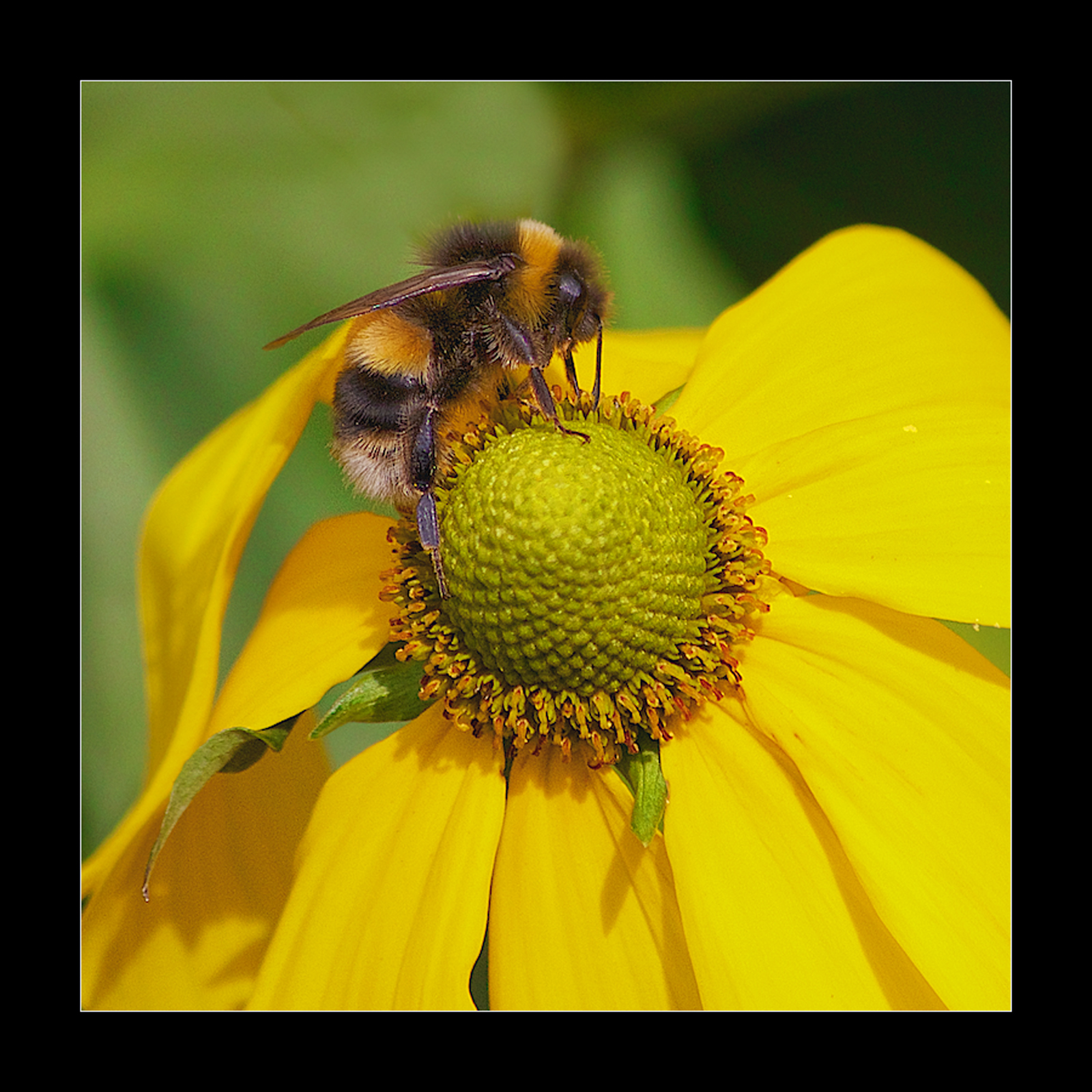 Bee on Rudbeckia