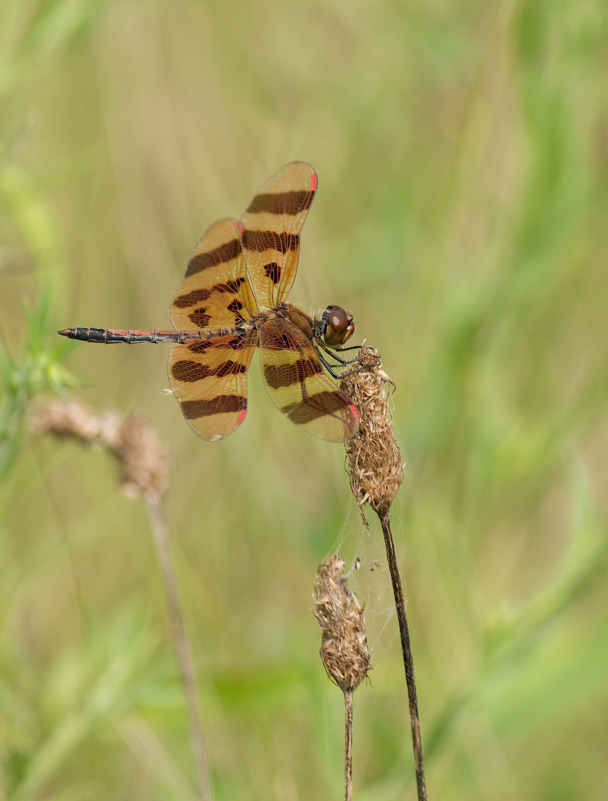 Halloween Pennant 2