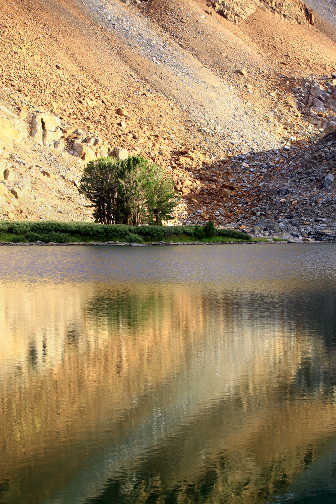 Tree with Scree