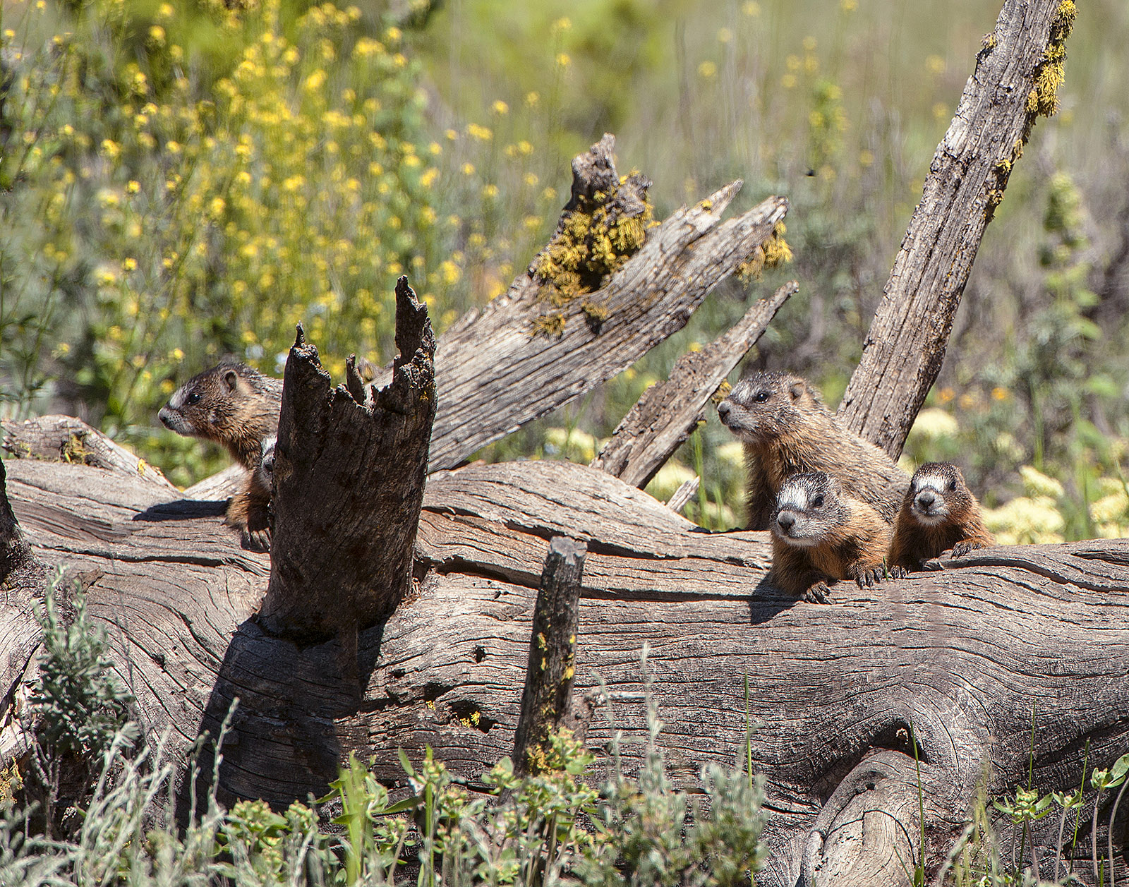 Marmot Family and repost