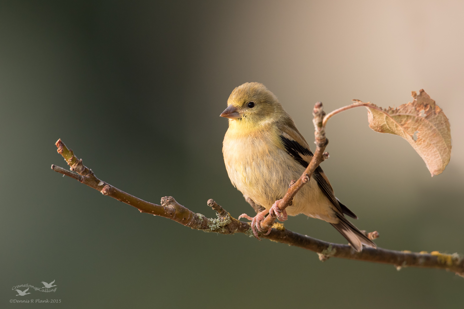 American Goldfinch