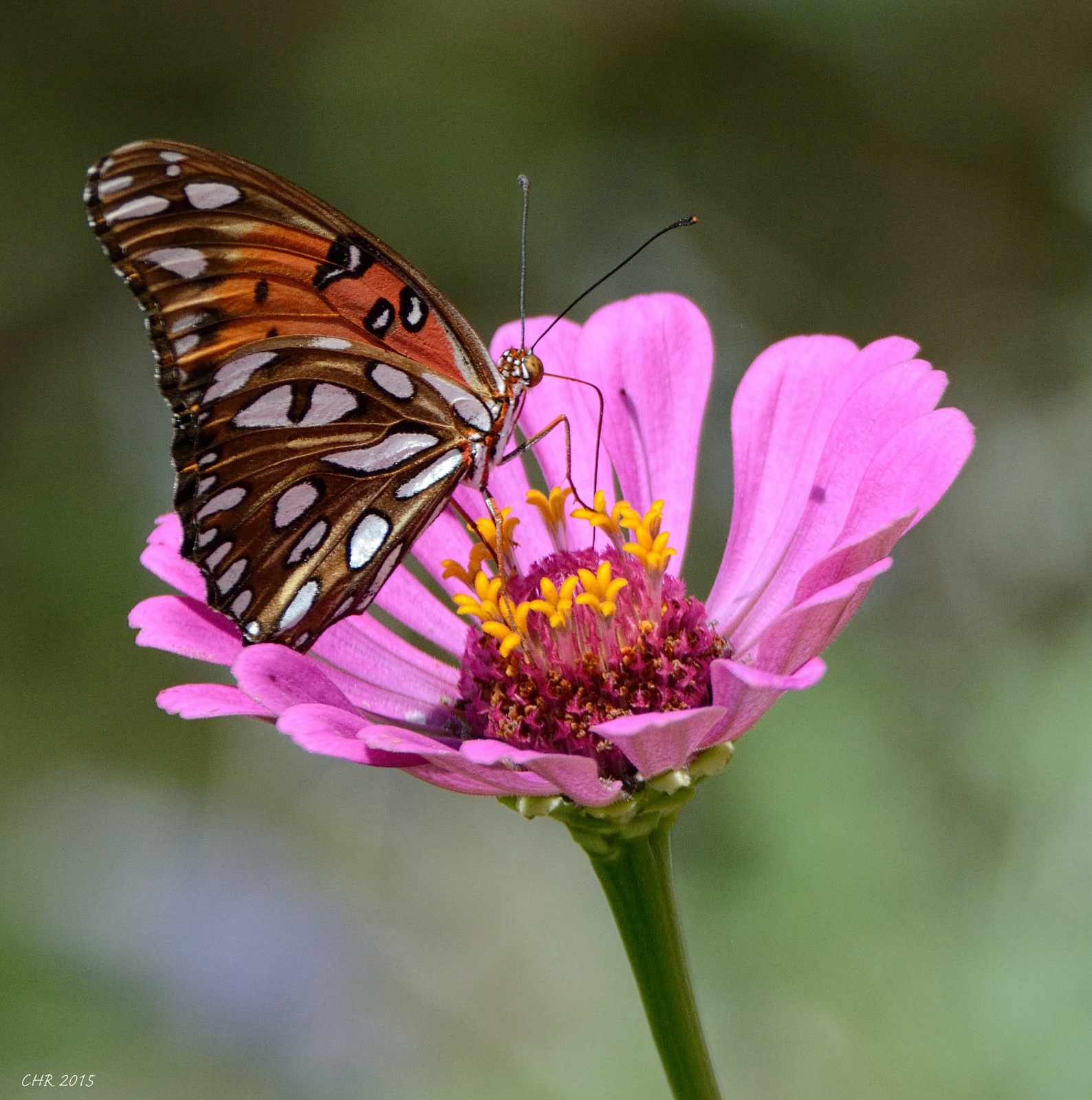 Fritillary on Zinnia