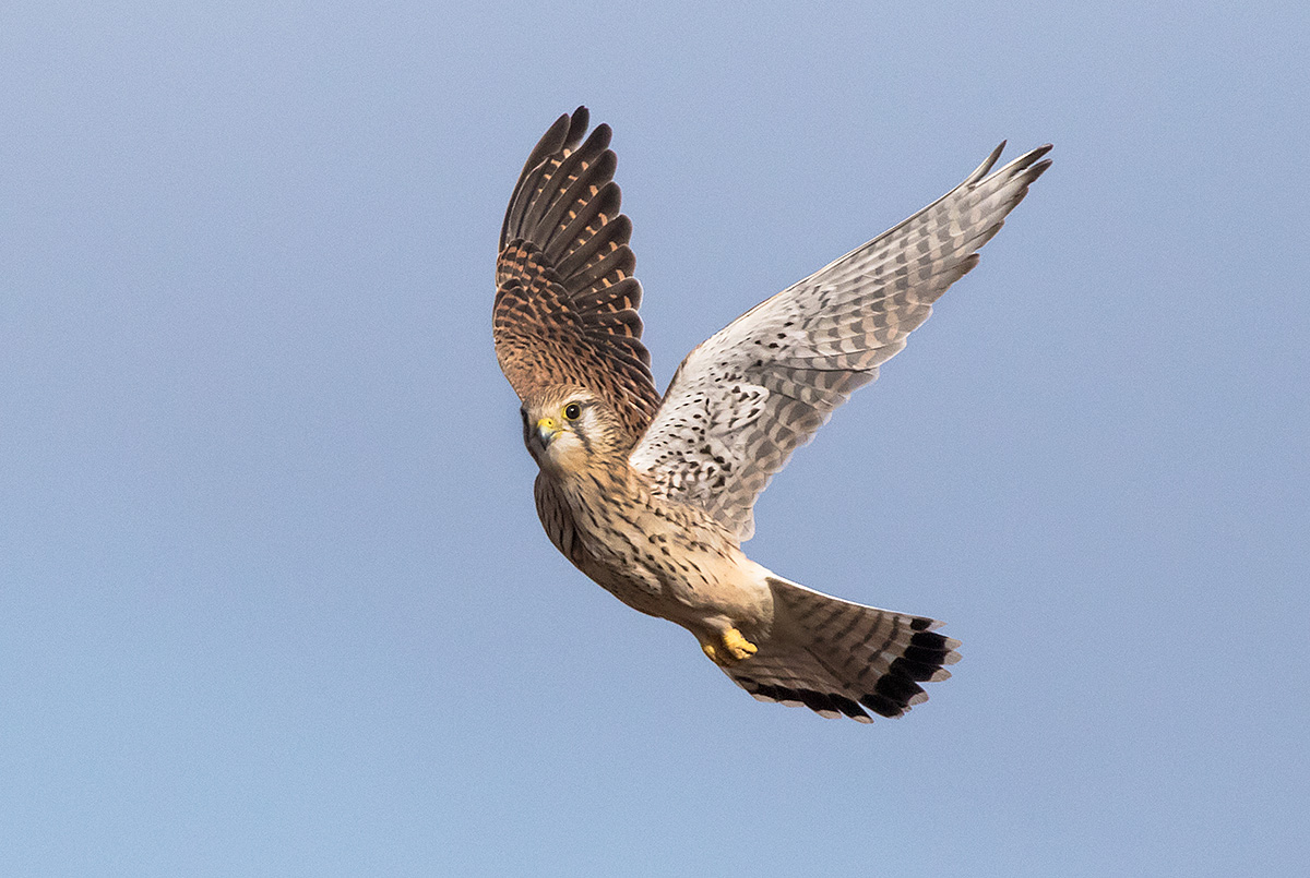 Kestrel in flight