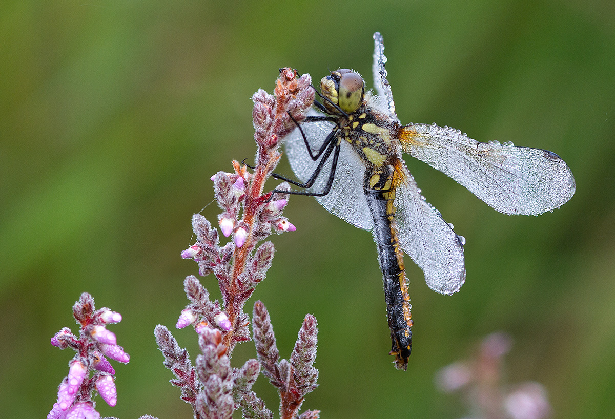 Black Darter in Dew