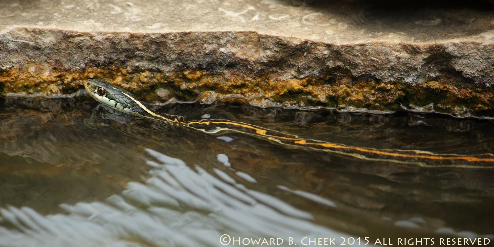 Swimmin' Like a Ribbon