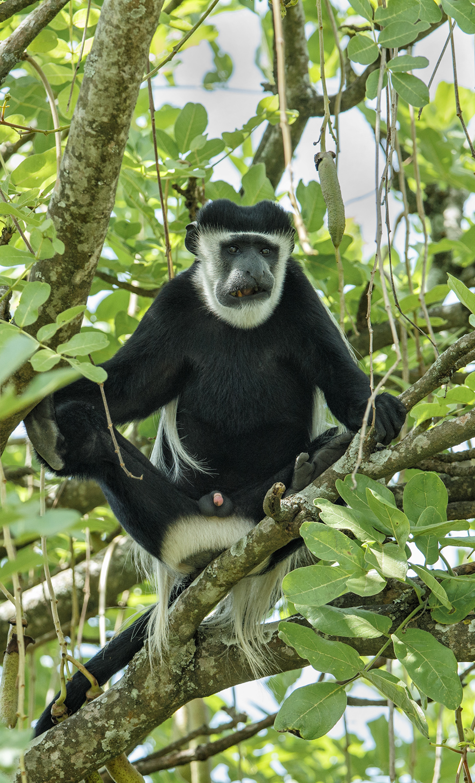 Black and White Colobus