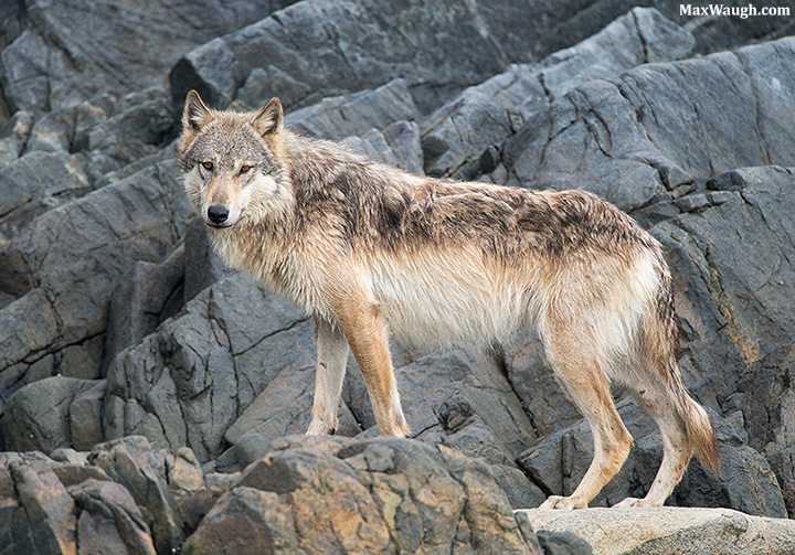 Coastal Wolf