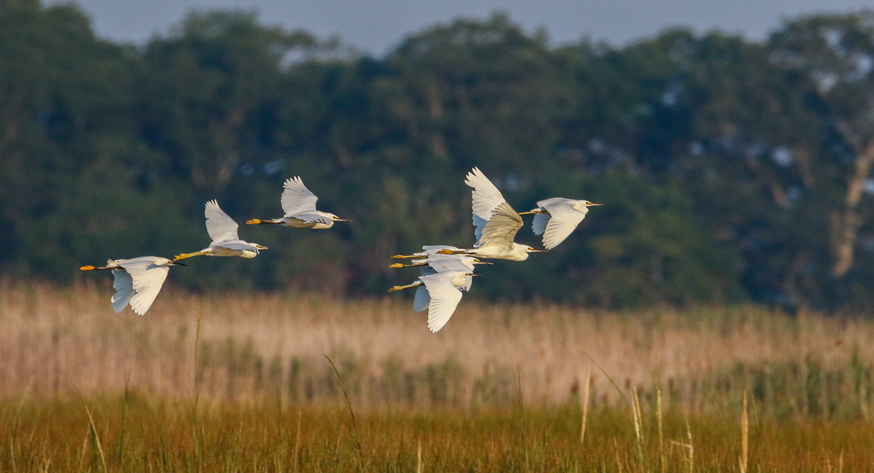 Egret group
