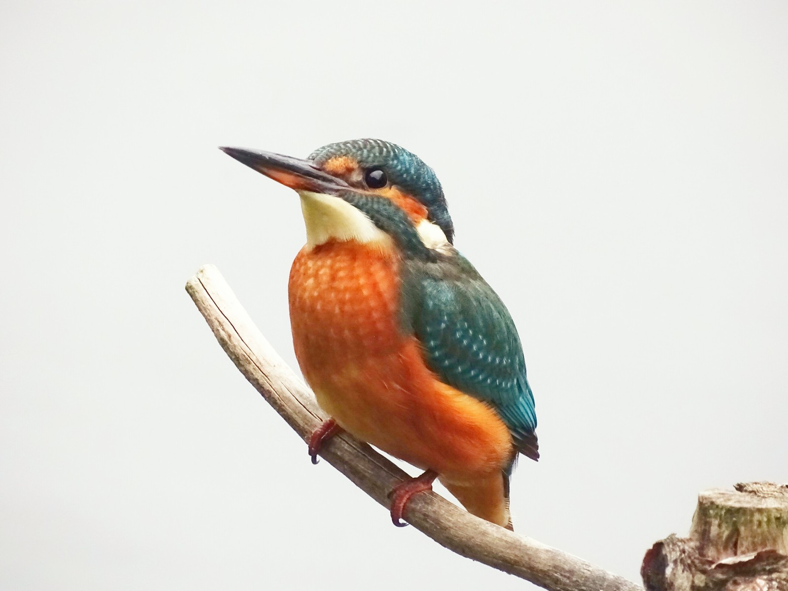 Kingfisher