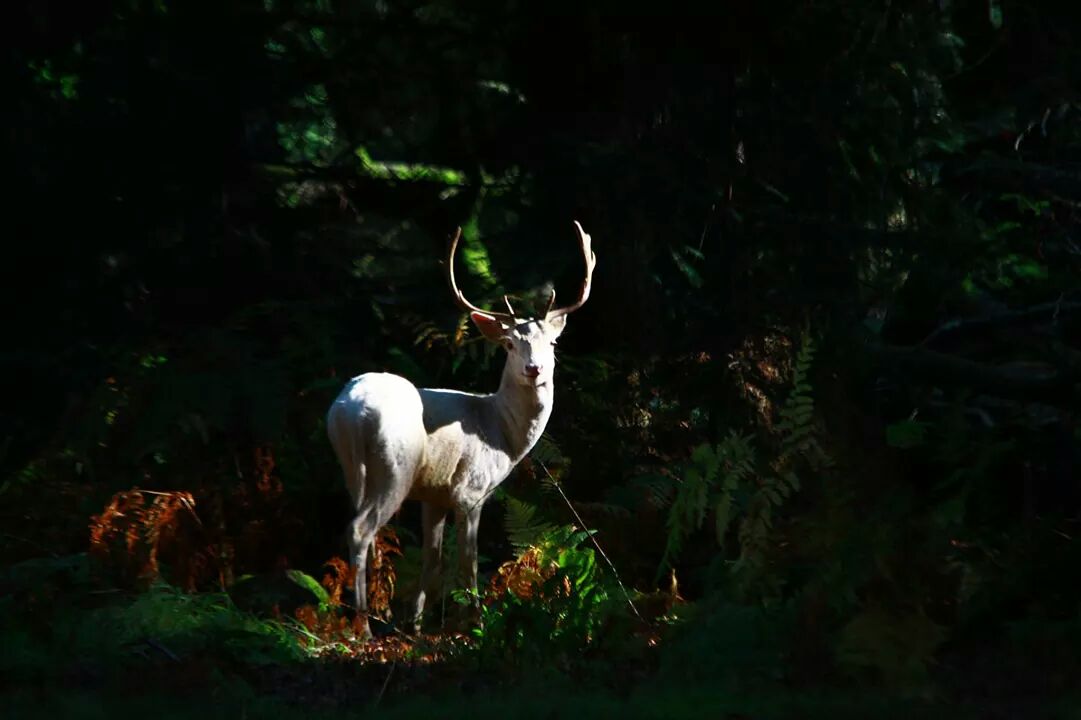 Fallow buck
