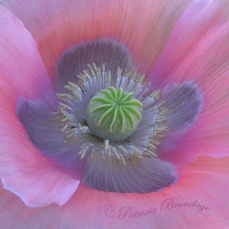 Beautiful Poppy