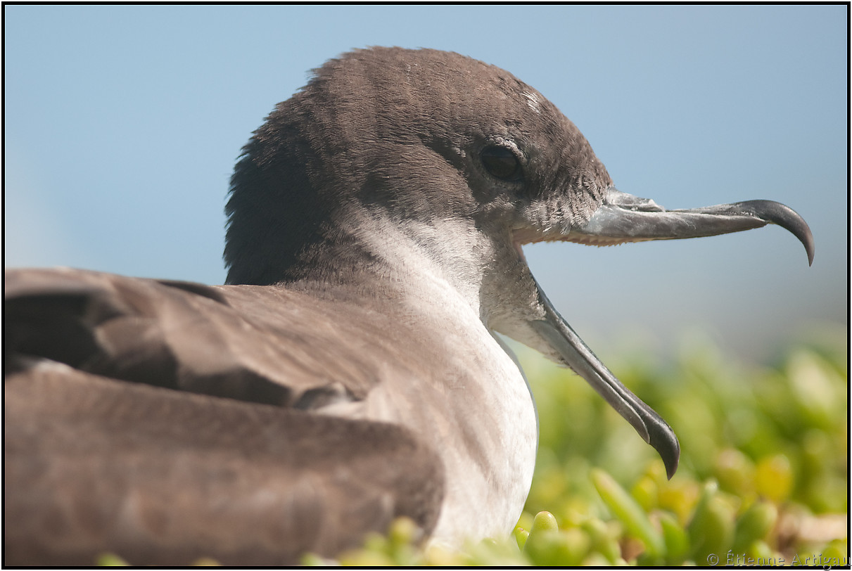 Wedge-tailed Shearwater