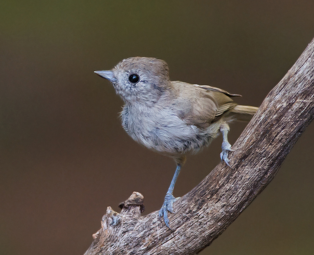Oak Titmouse
