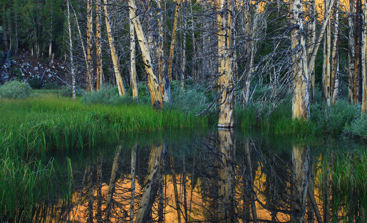 Ghost Forest I