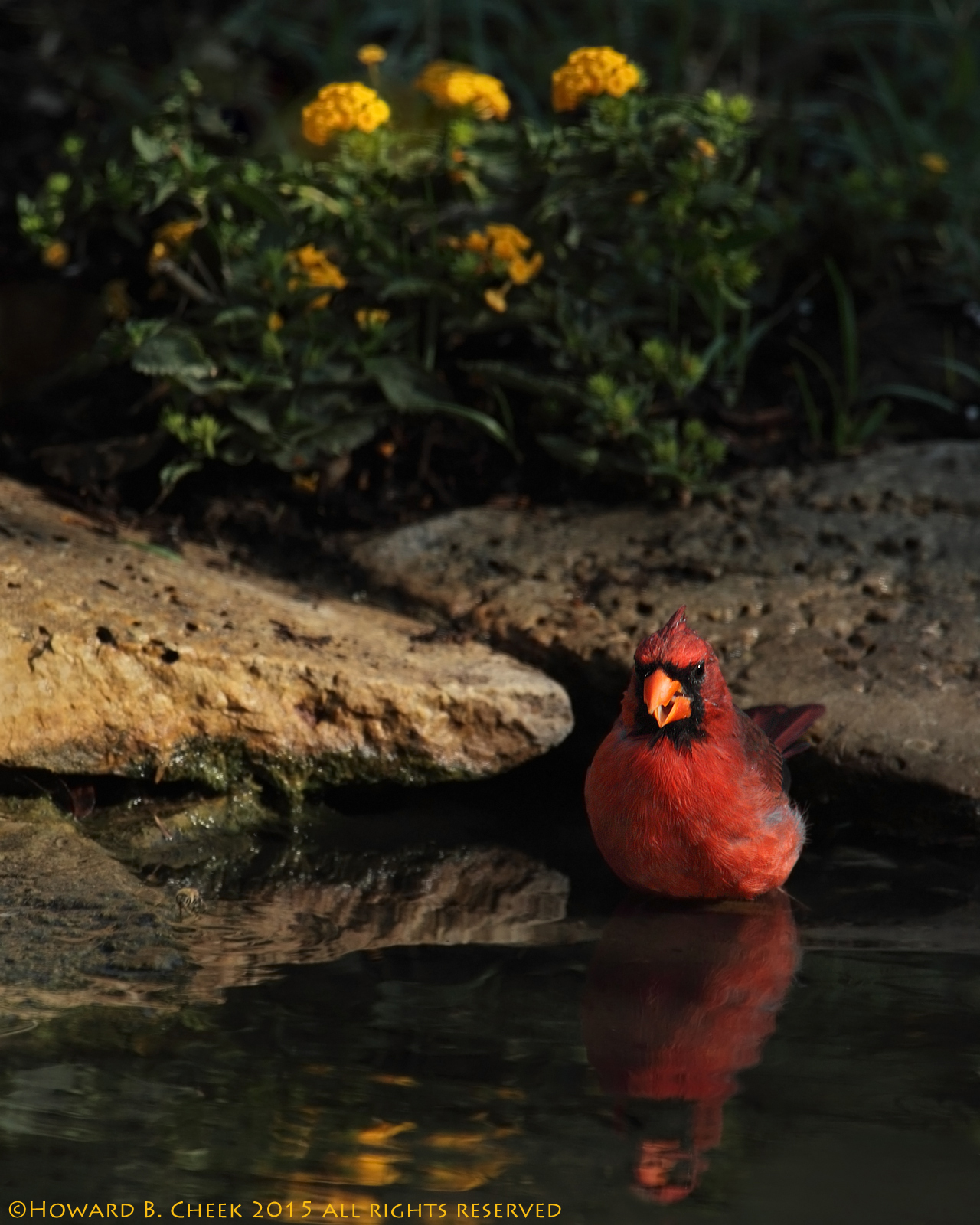 Daybreak Cardinal