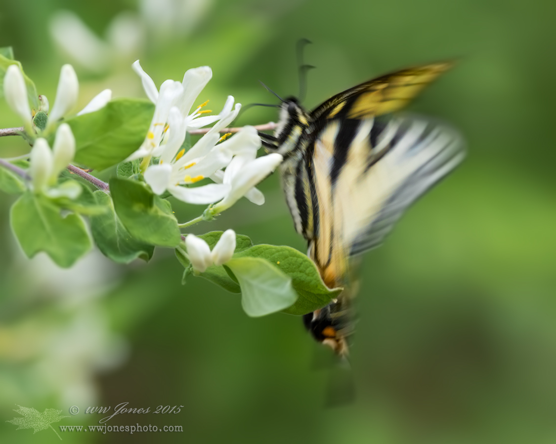 Flutterfly