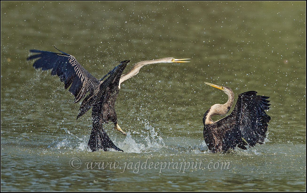 Fighting Darters II
