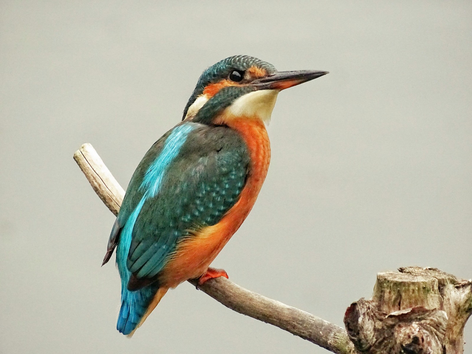 Kingfisher
