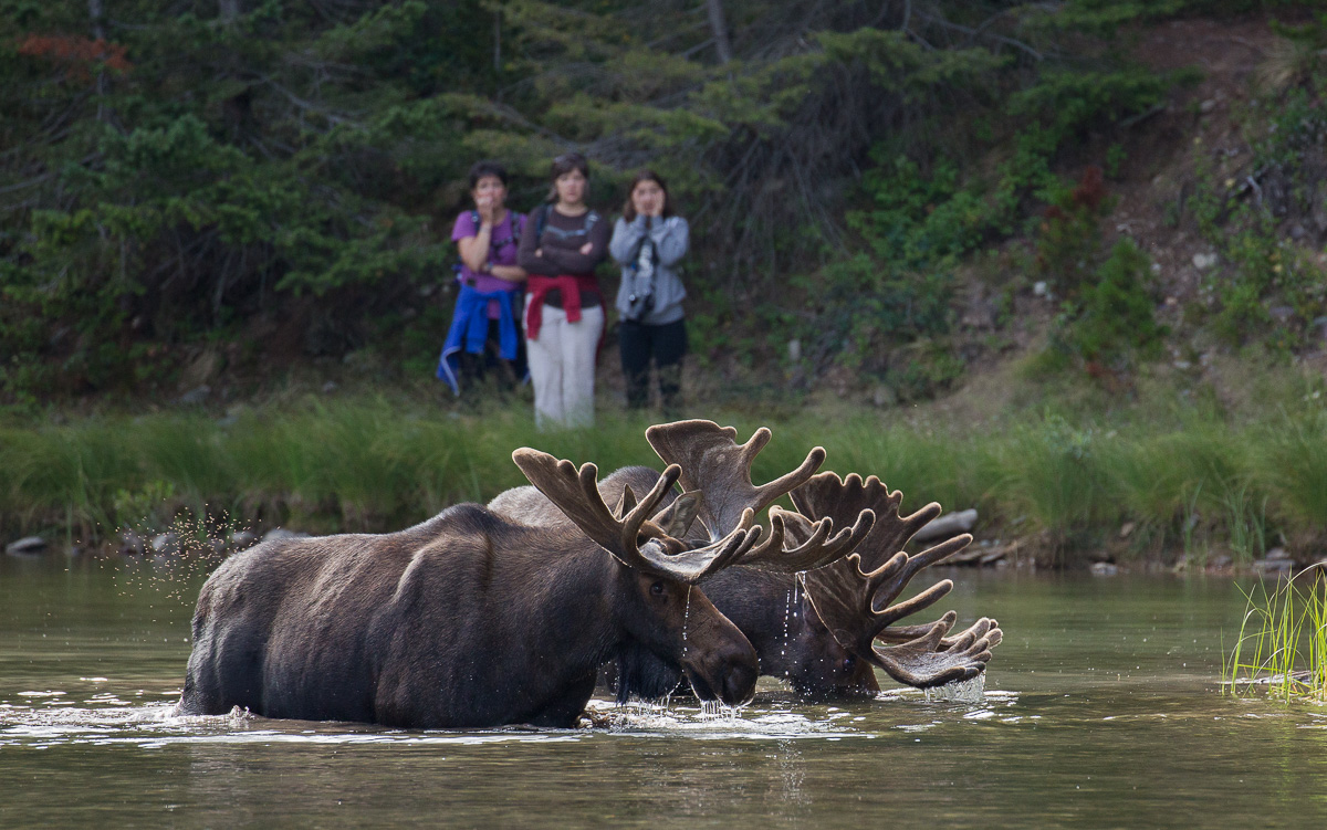 2 Moose & 3 Girls