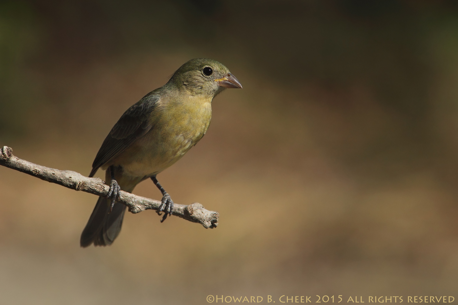 Painted Bunting (female)