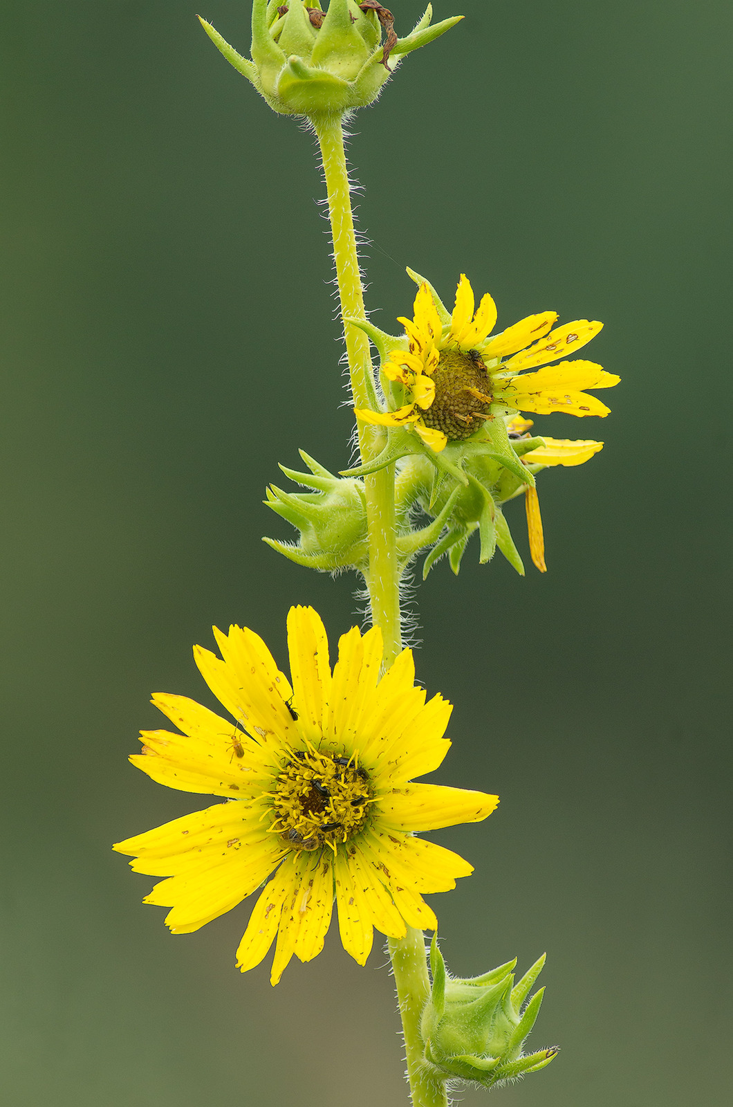 Biodiversity