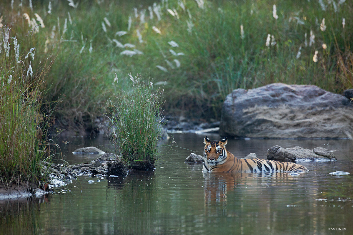 Kanha