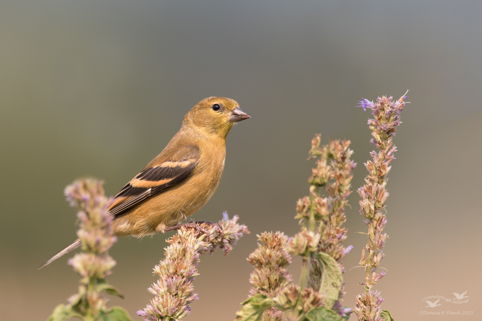 American Goldfinch