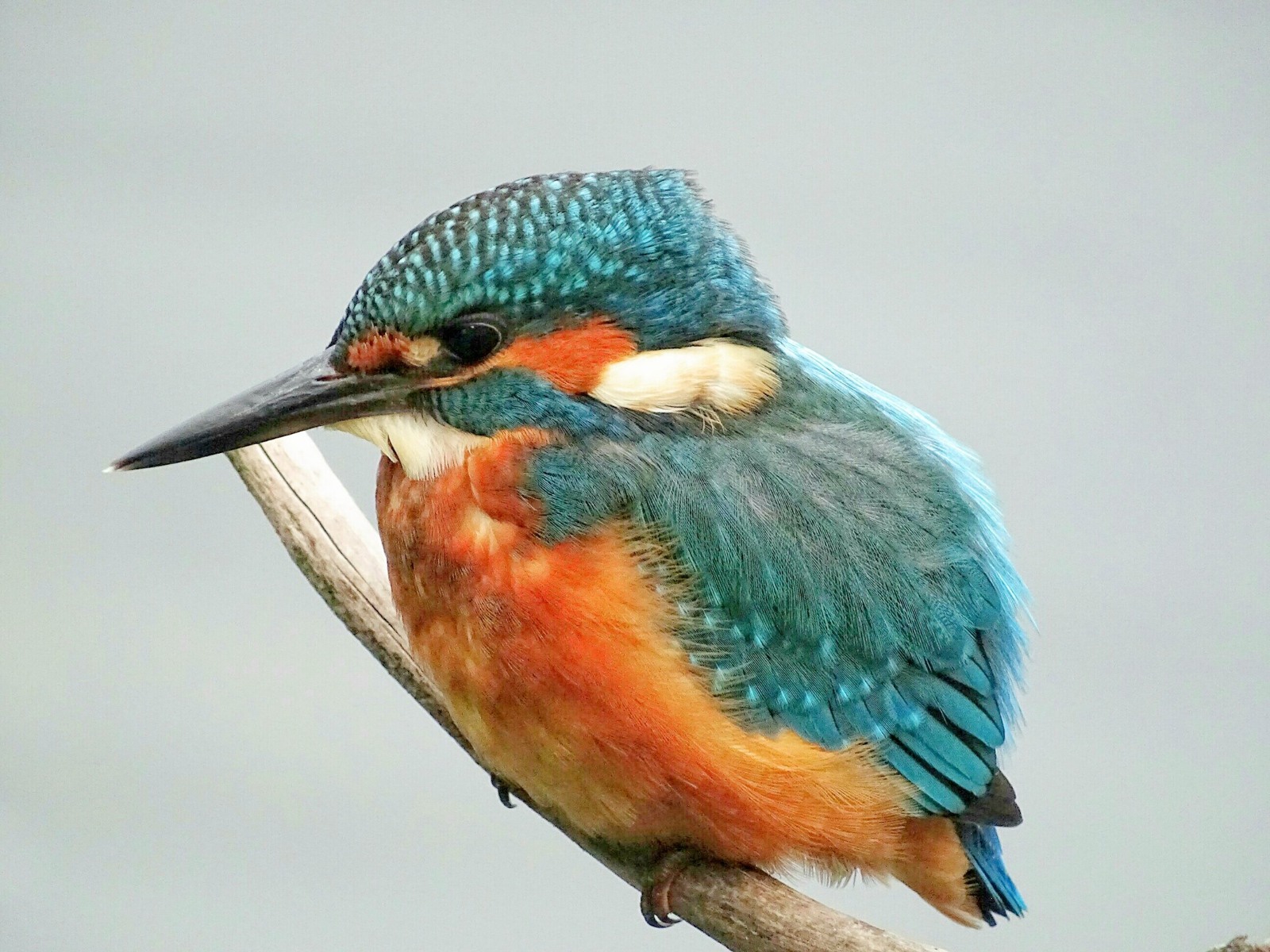 Kingfisher