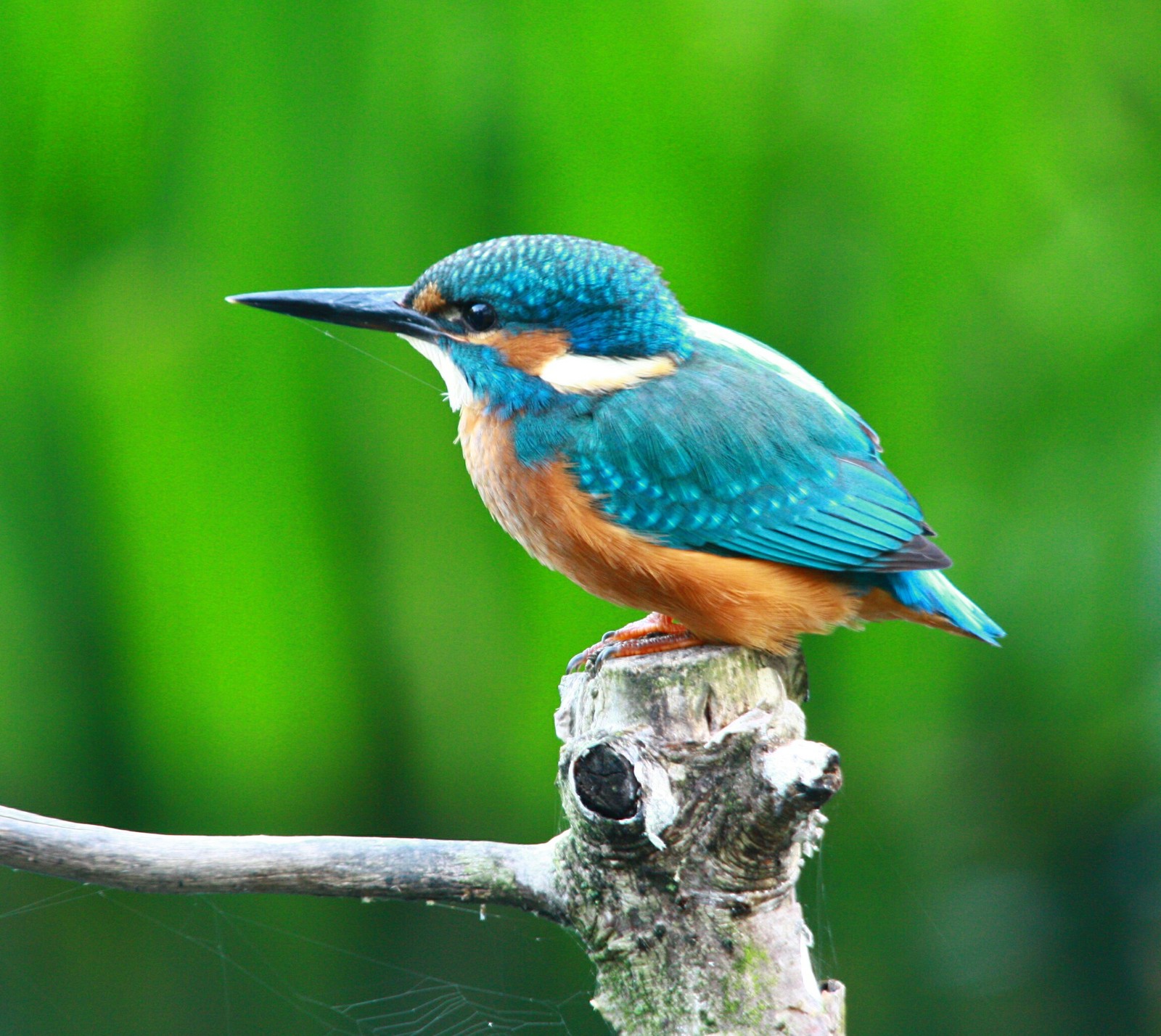 Kingfisher
