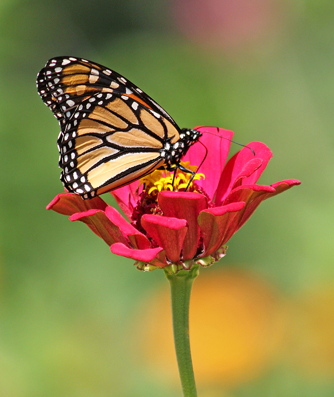 Monarch on Zinnia