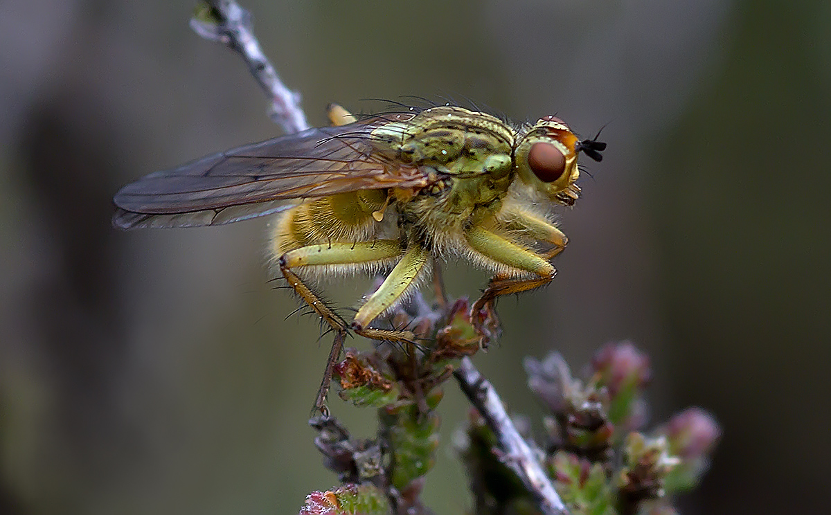 DUNG FLY