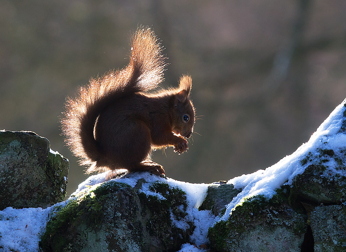 BACKLIT RED SQUIRREL