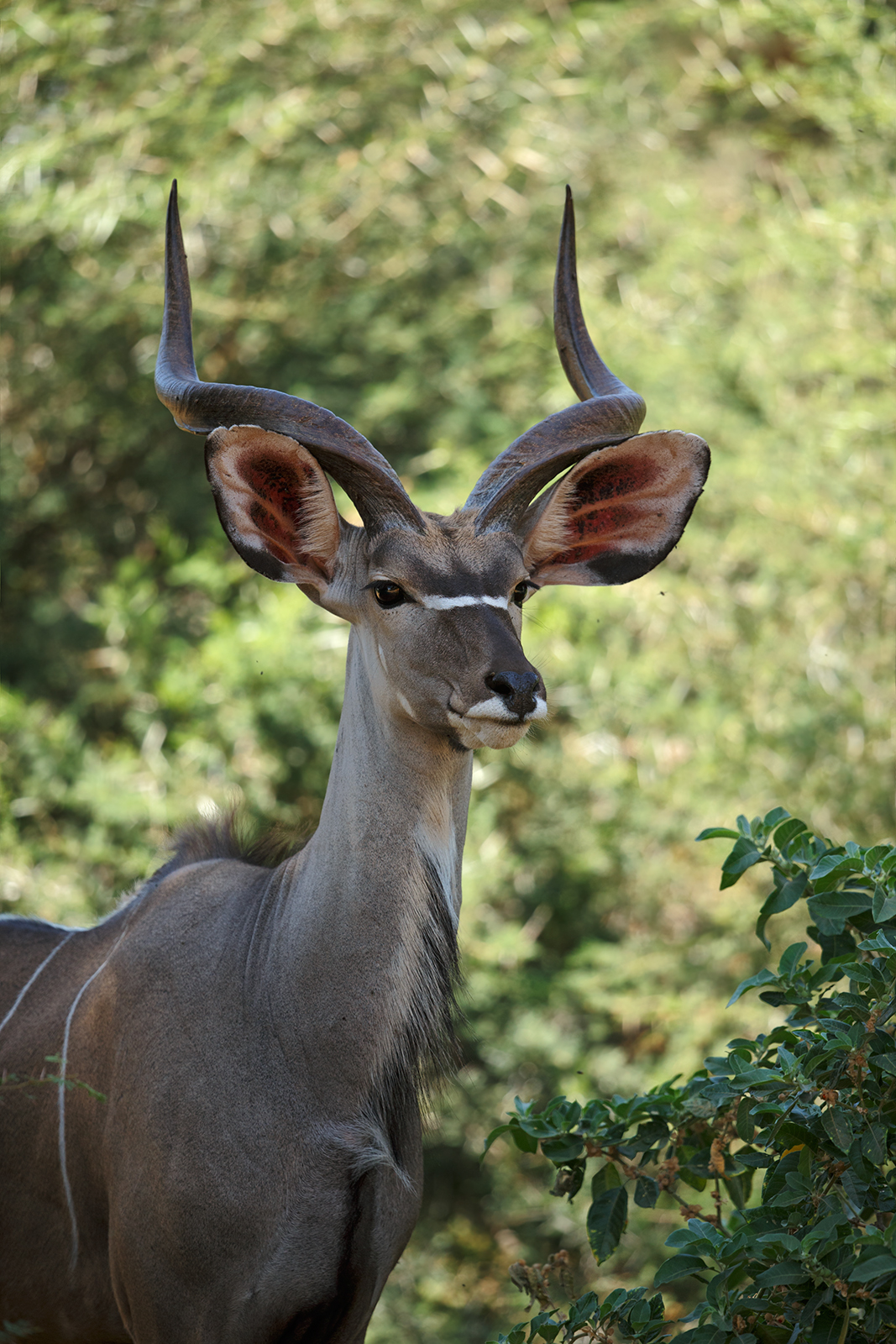 Just A Kudu
