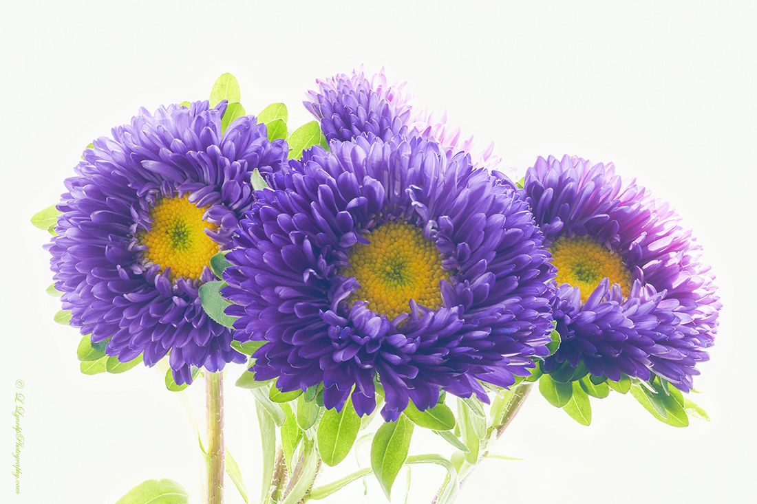 Aster