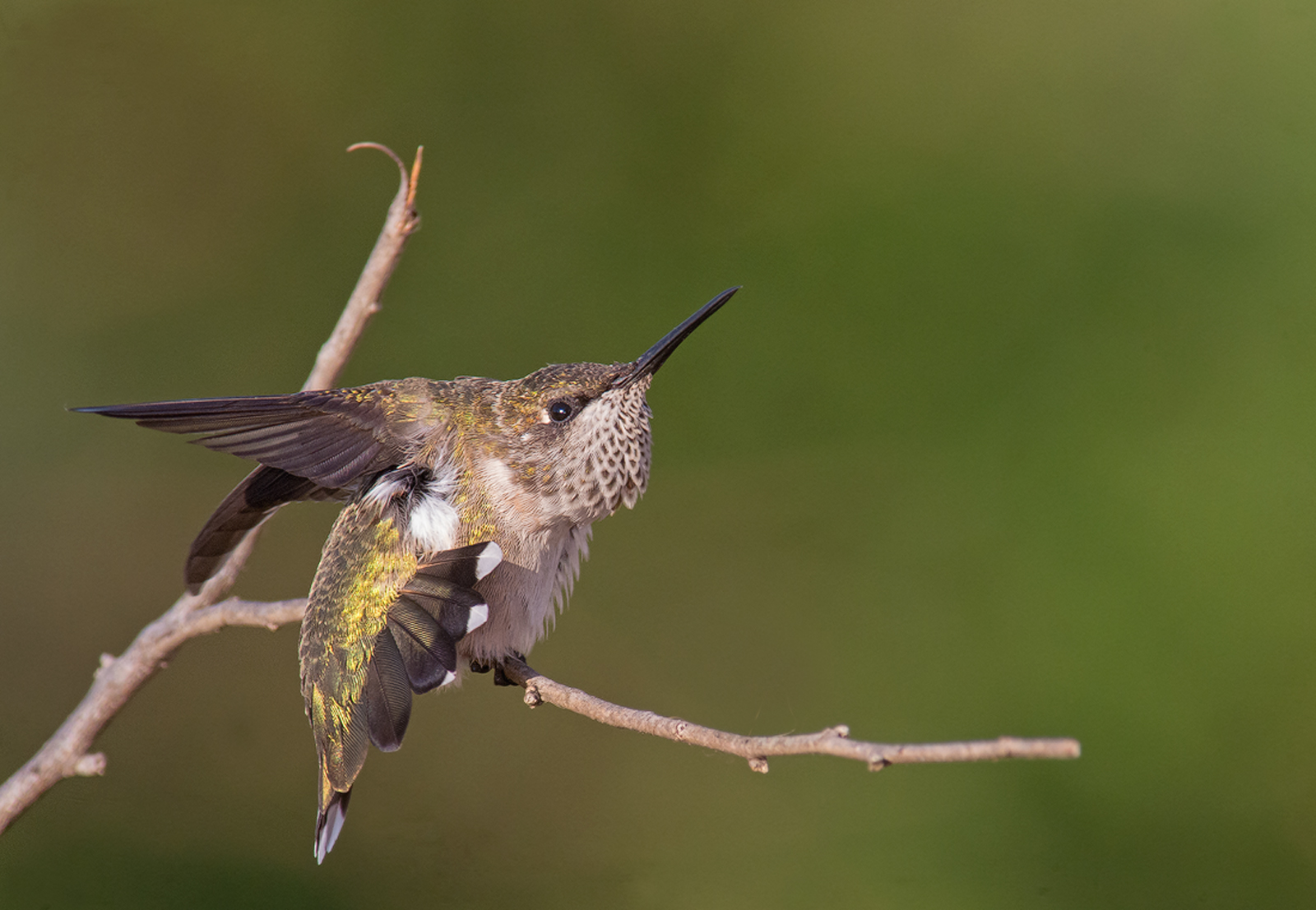 Rt-Hummingbird