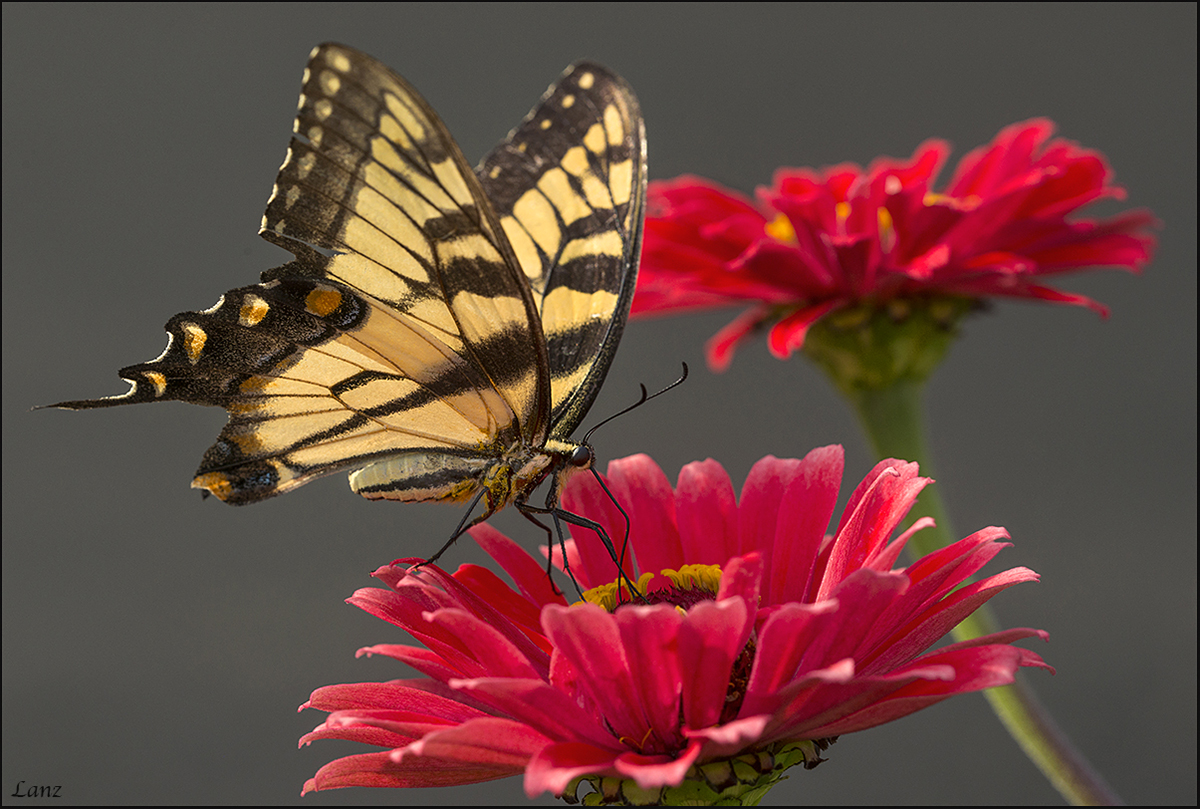 Swallowtail 2 
