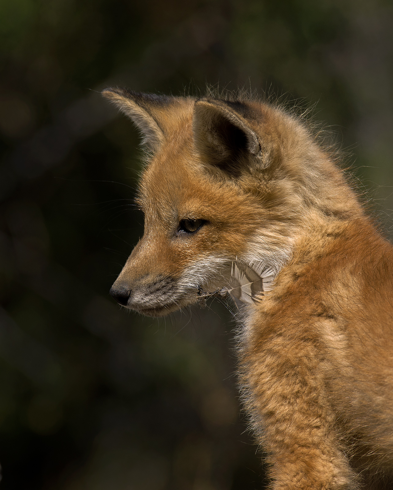 Fox & the Feather 