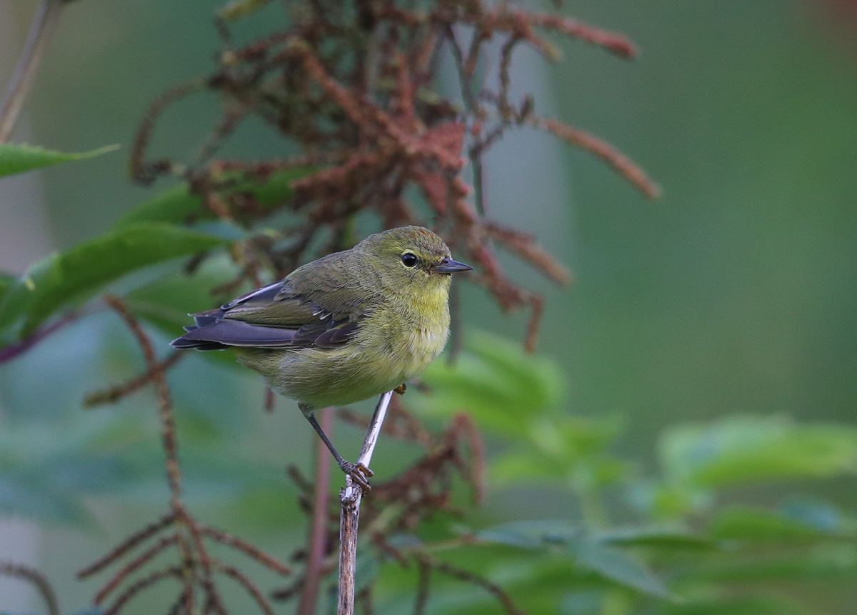 Orange-Crowned Warbler