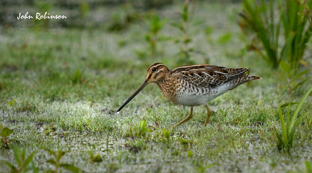 Feeding Snipe