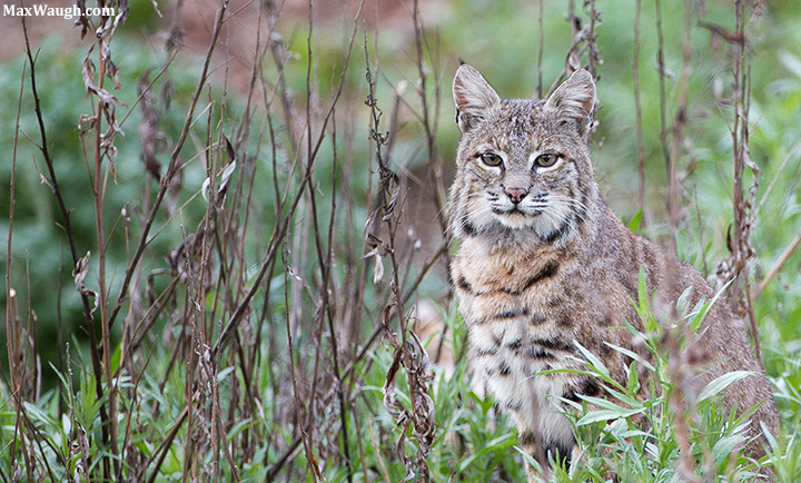 Bobcat