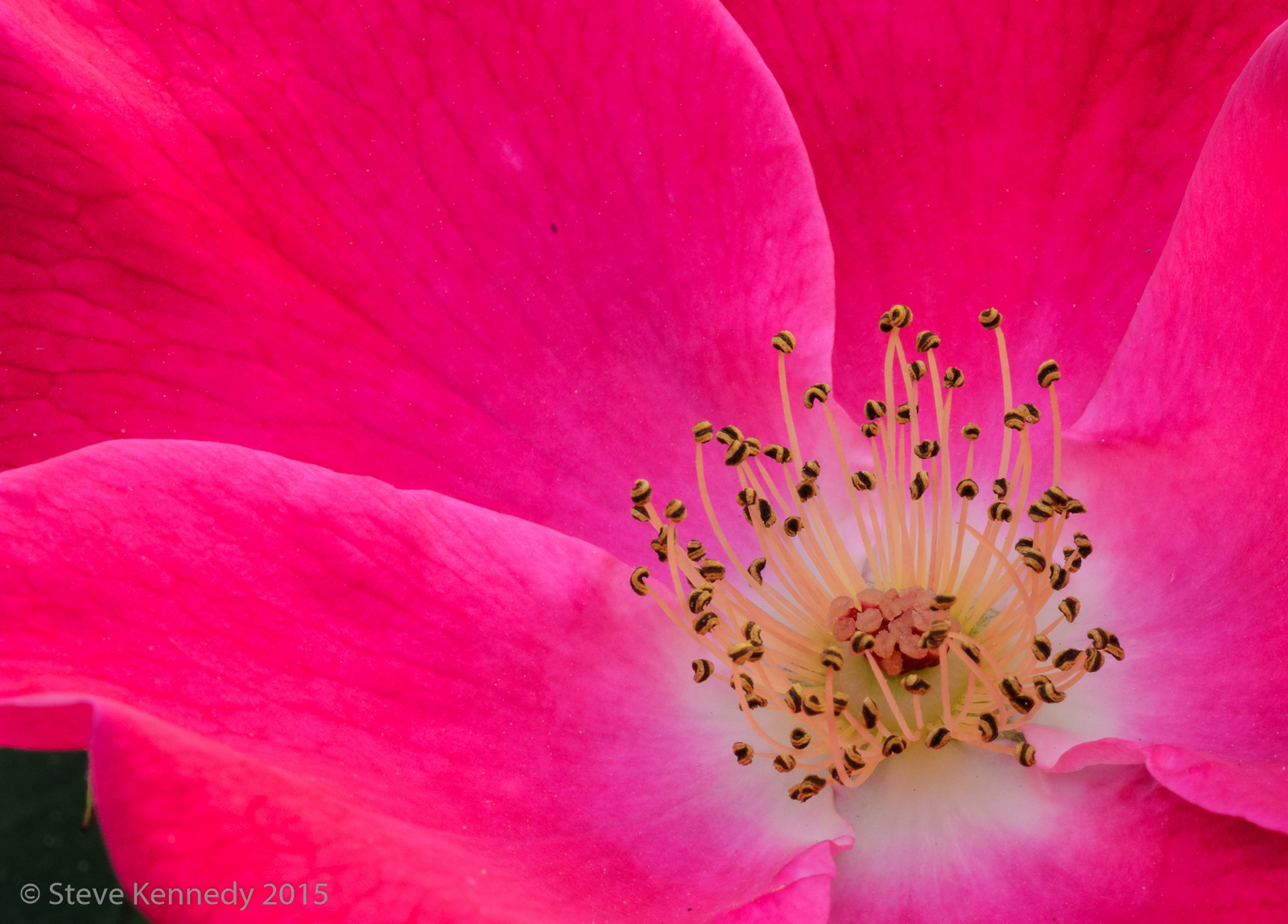 In the Pink