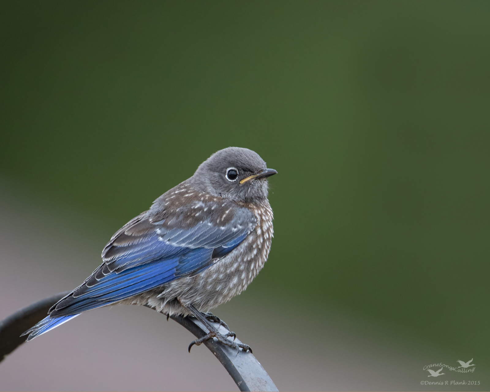 Western Bluebird