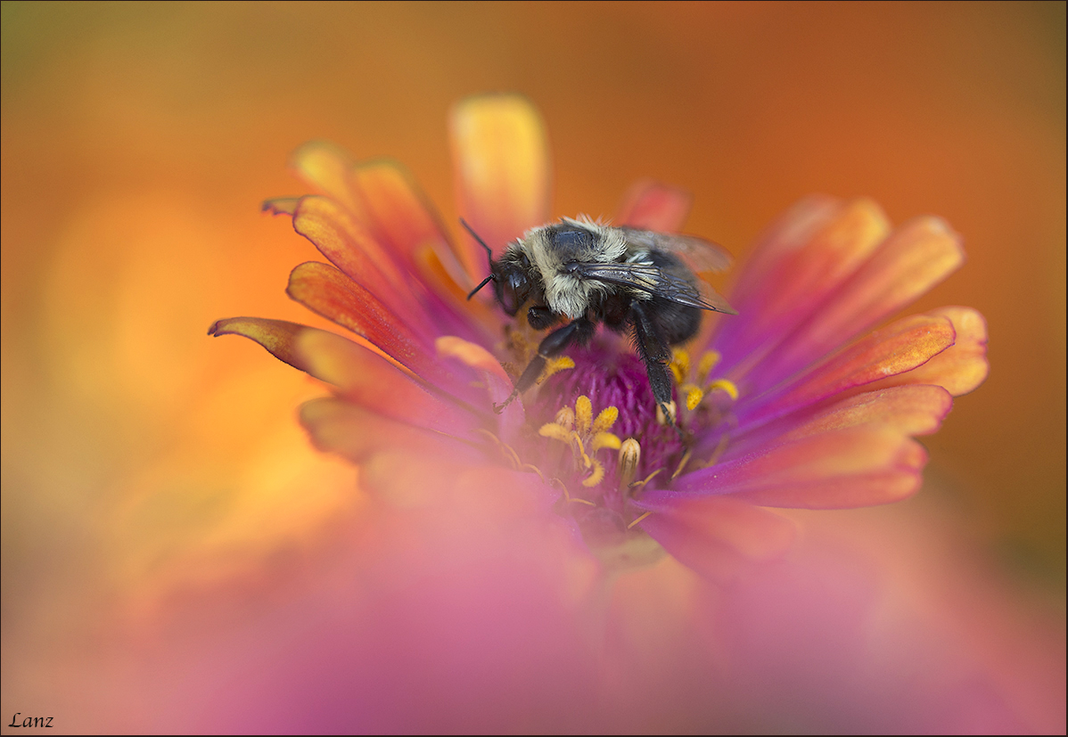 Bee Heaven (+ alt)