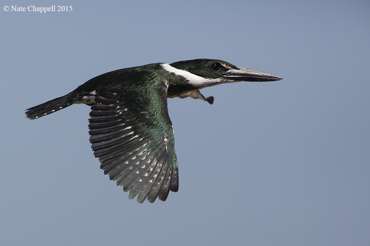Amazon Kingfisher