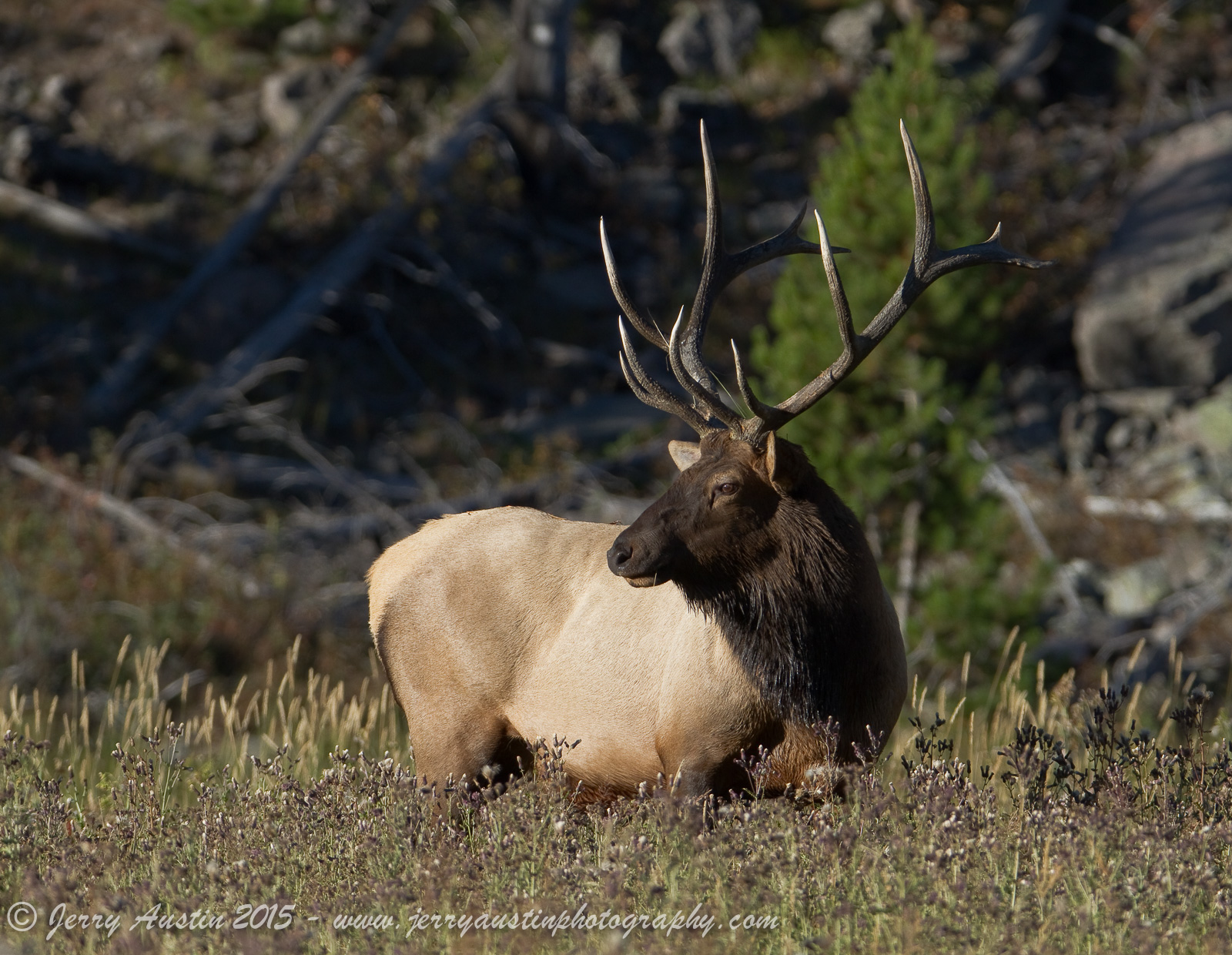 Madison River Bull