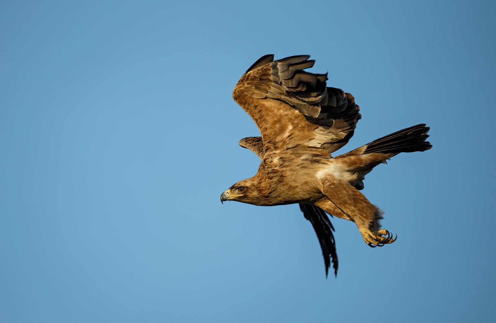 Tawny Eagle