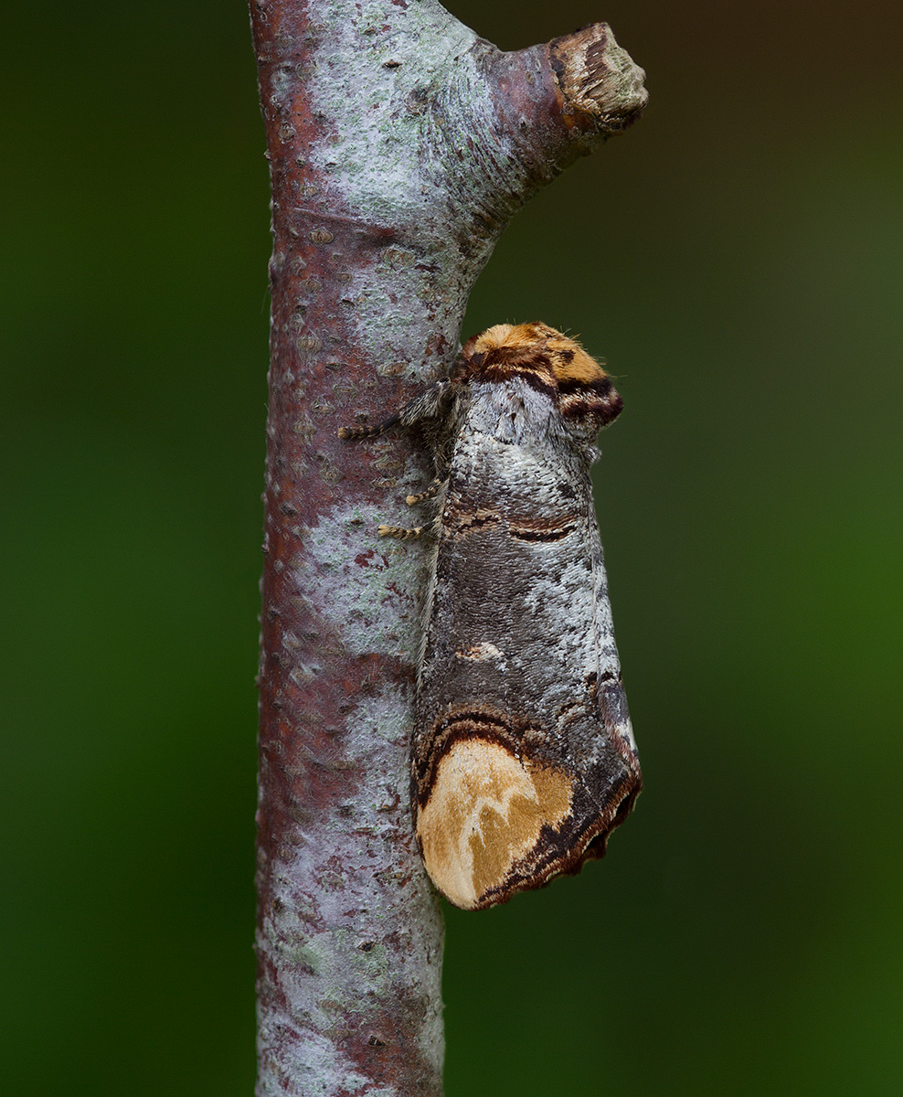 Camouflage